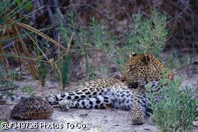 Leopard